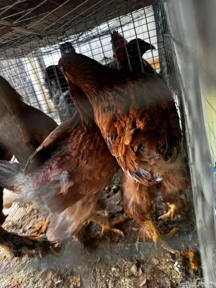 طقم دجاج براهما 4