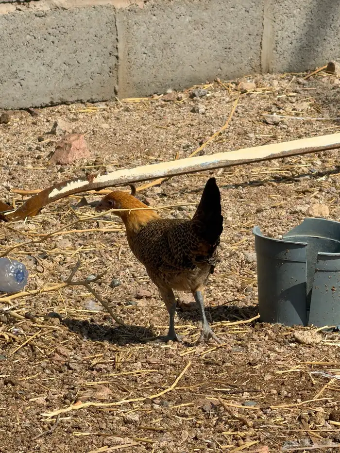 دجاج للبيع 7