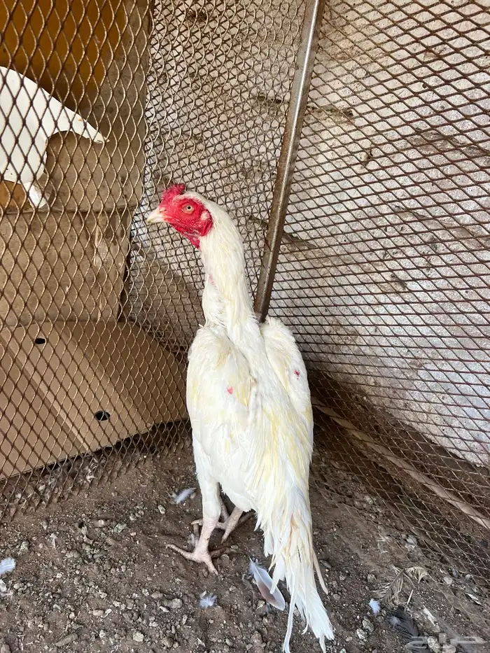 للبيع ديك ميوالي بيور 1