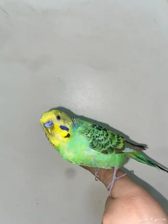 ذكر بادجي طفره باسنجل جاهز لتزاوج 2