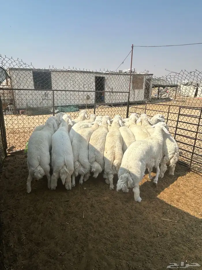 حريات جبر ناهي ووسط ونعيم جبر ناهي ووسط وهرافي 4