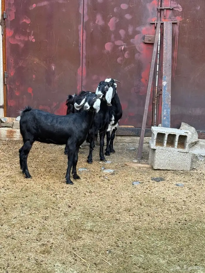 جفار من حلالي نظيفه 17