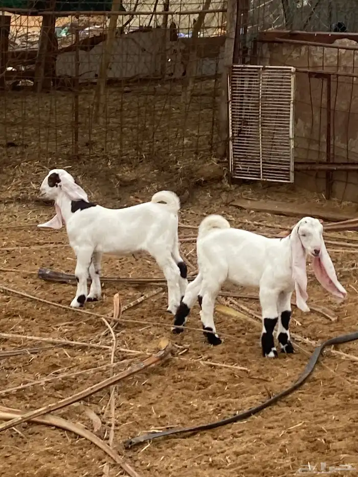 للبيع عنز معها تيسين 1