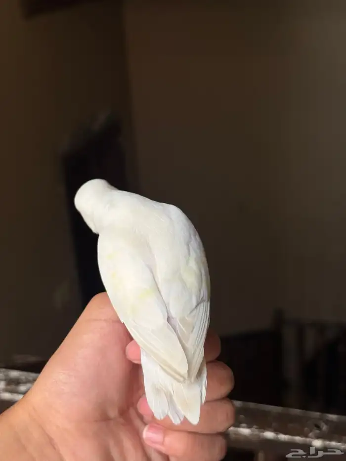 روز البينو 6