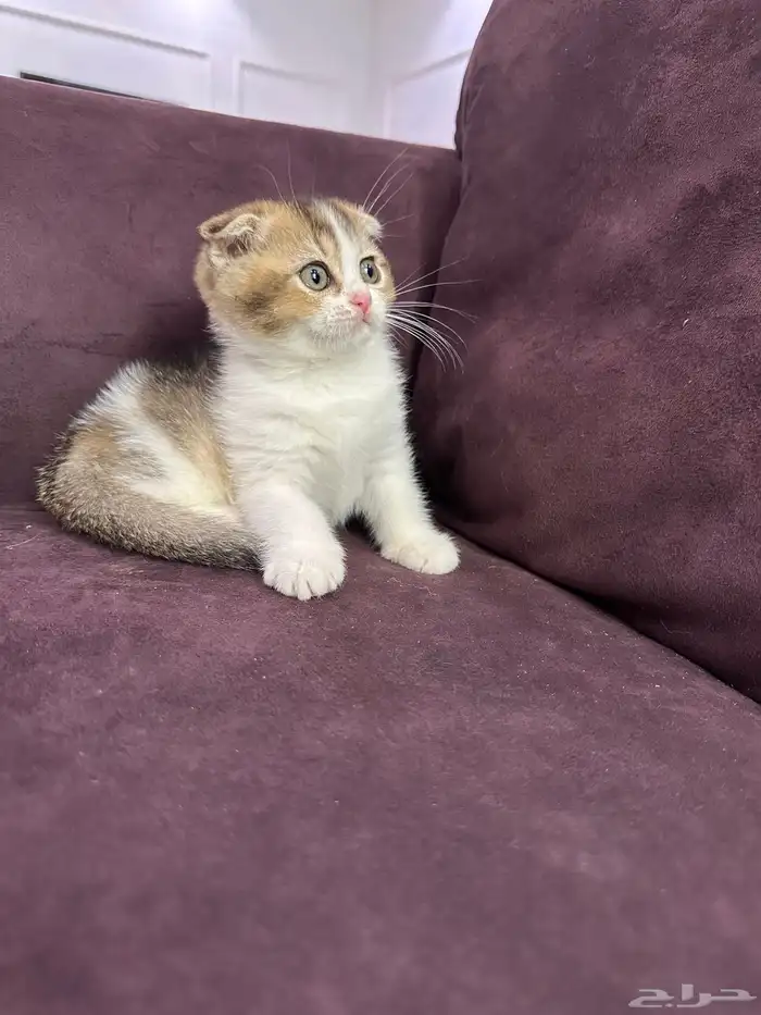 كيتن للبيع اناث وذكوره 8