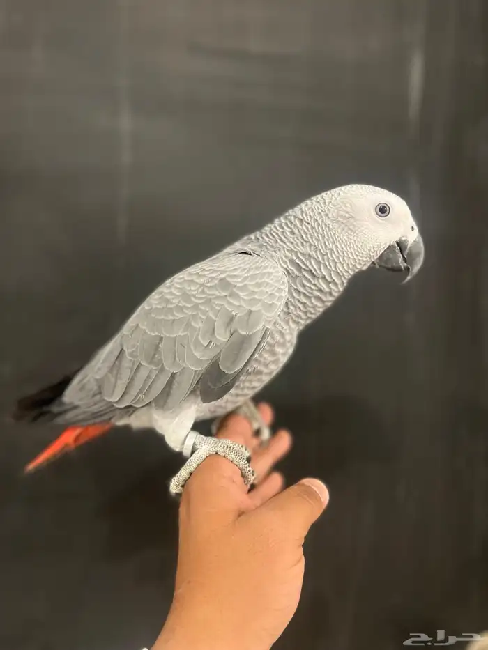 فرخ كاسكو حمامه وثلجي 6