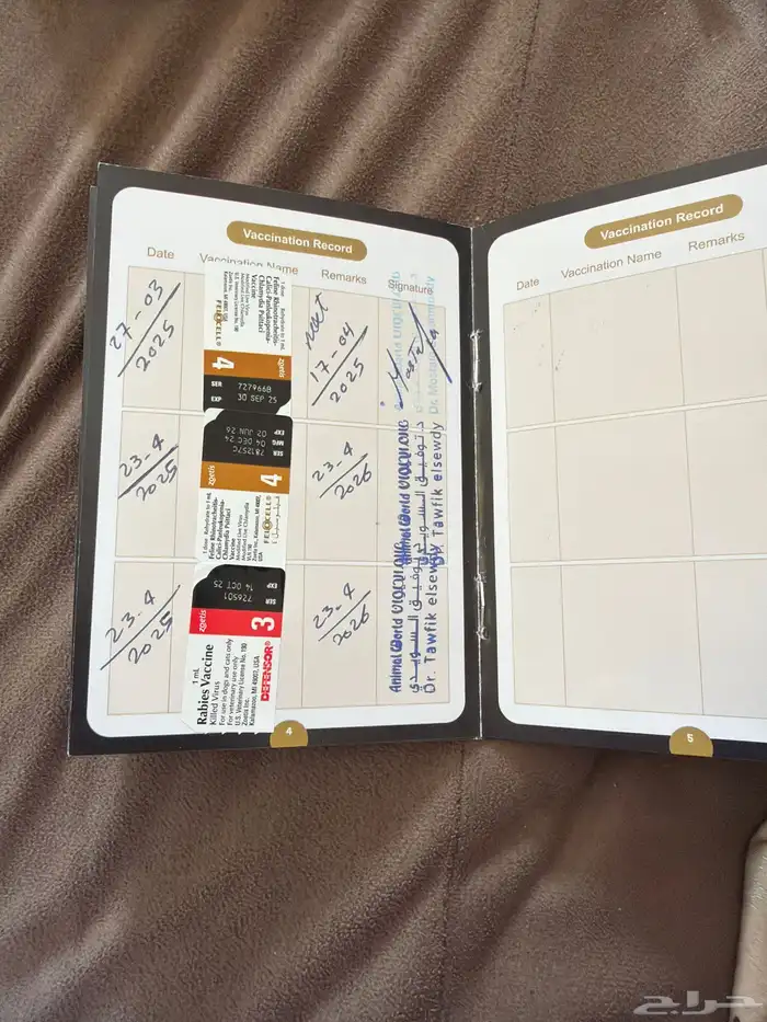 قط سكوتش فولد 5