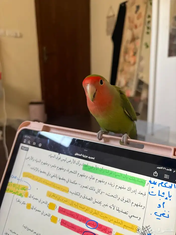 طيور روز اليفات 1