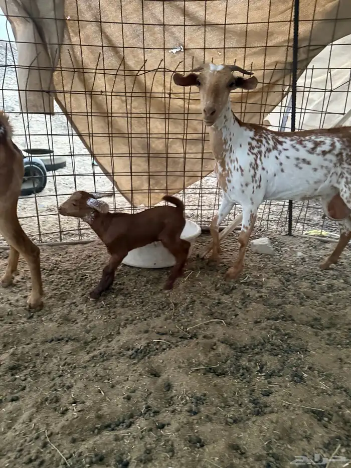 معزا مواليد 2