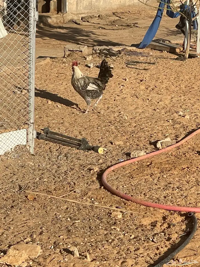 ديوك فيومي. و بلدي 19