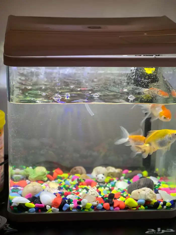 حوض سمك للبيع 3