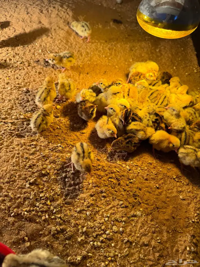 صوص صيصان سمان فري مريعي 4