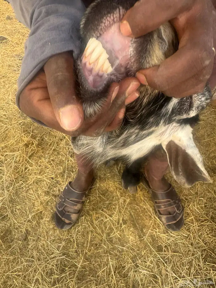 تيس فحل مشروط 1