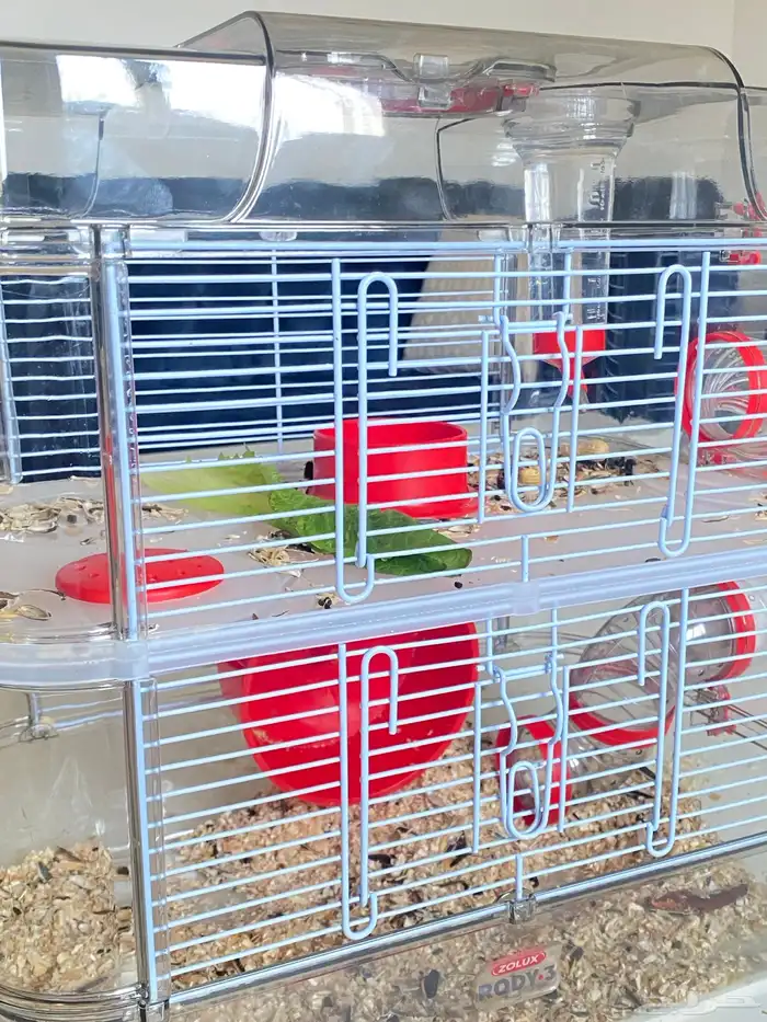 هامستر ذكر وانثى للبيع 3