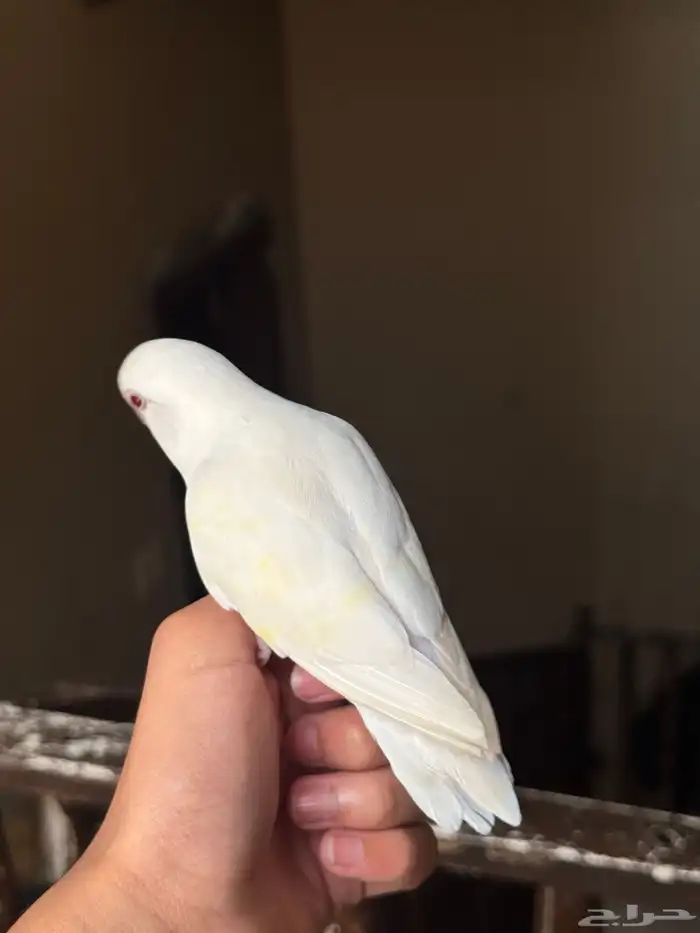 روز البينو 4