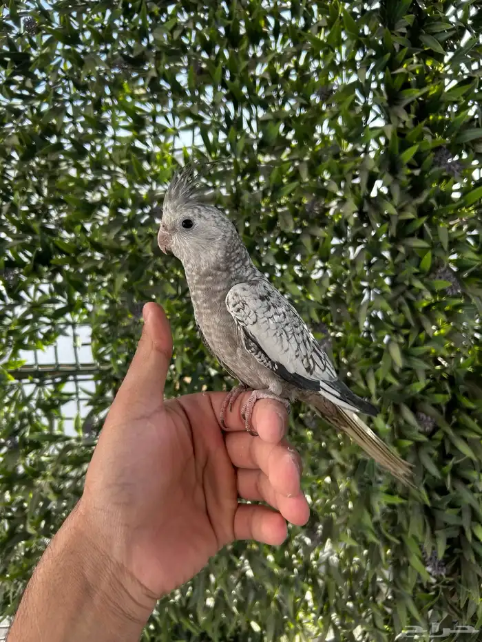 ذكر كروان هولندي فراشة اليف و يغرد على اليد 0