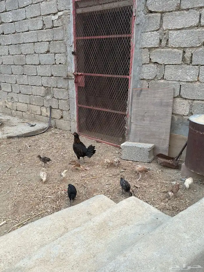 دجاجة بلدي مفرخه 0