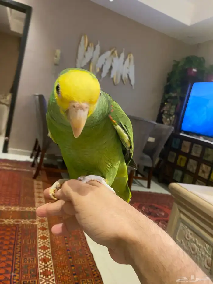 فرخ دبل يلو هيد ماجنا متكلم وهدد 0