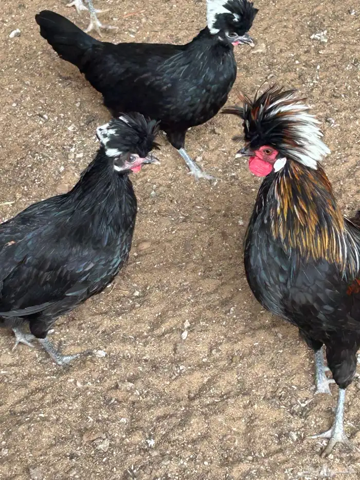 دجاج بلوشن أمريكي اسود 3