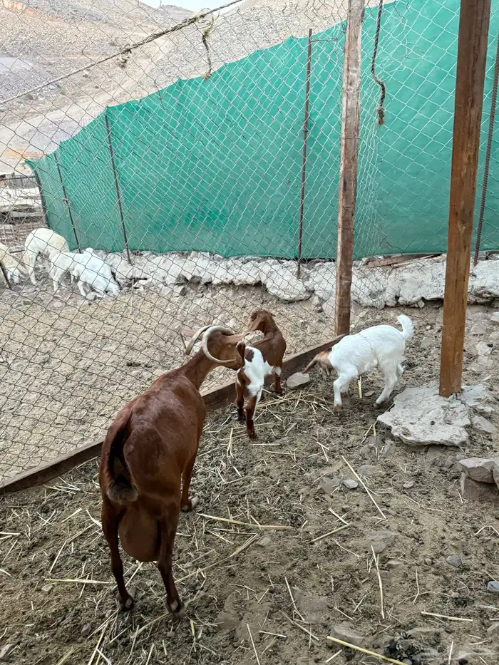 عرض وبيع معزا محايليه تحتها جفره وتيس 1