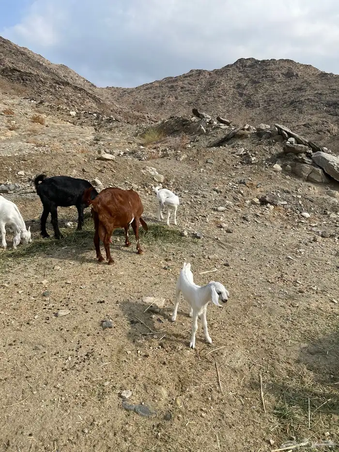 معزا خلفات للبيع 3