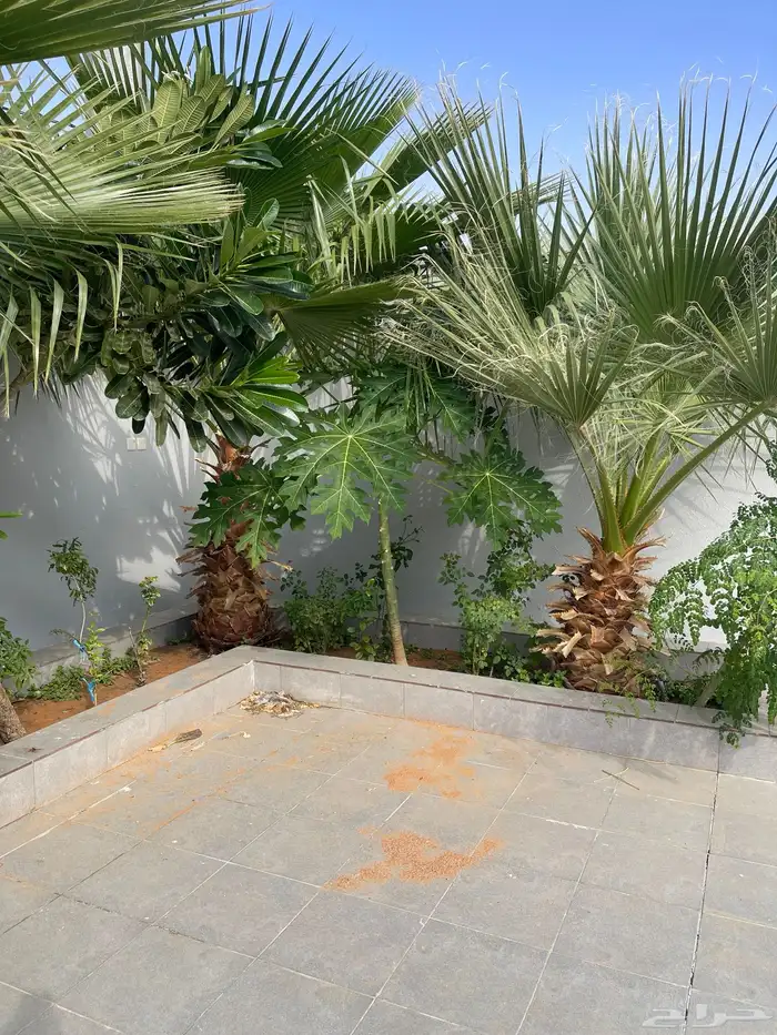 نخل واشنطني 2