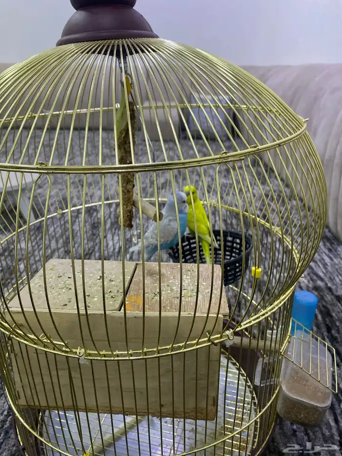 عصافير للبيع 1