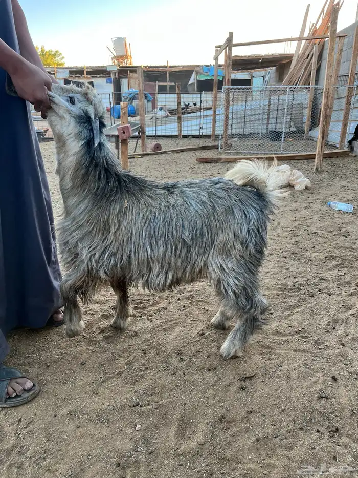 تيس مخصي فل الفل شحم ولحم 2