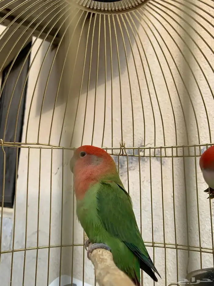 روز للبيع خلال (24 ساع) 0