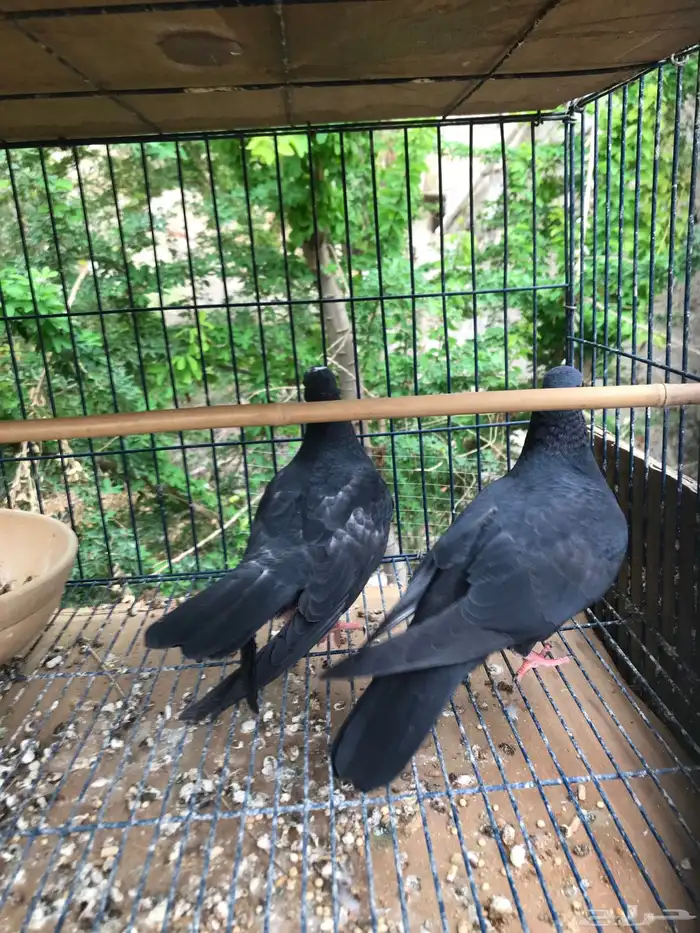 صنعاني اصيل شيبه صوت ناعم وحجم صغير 26