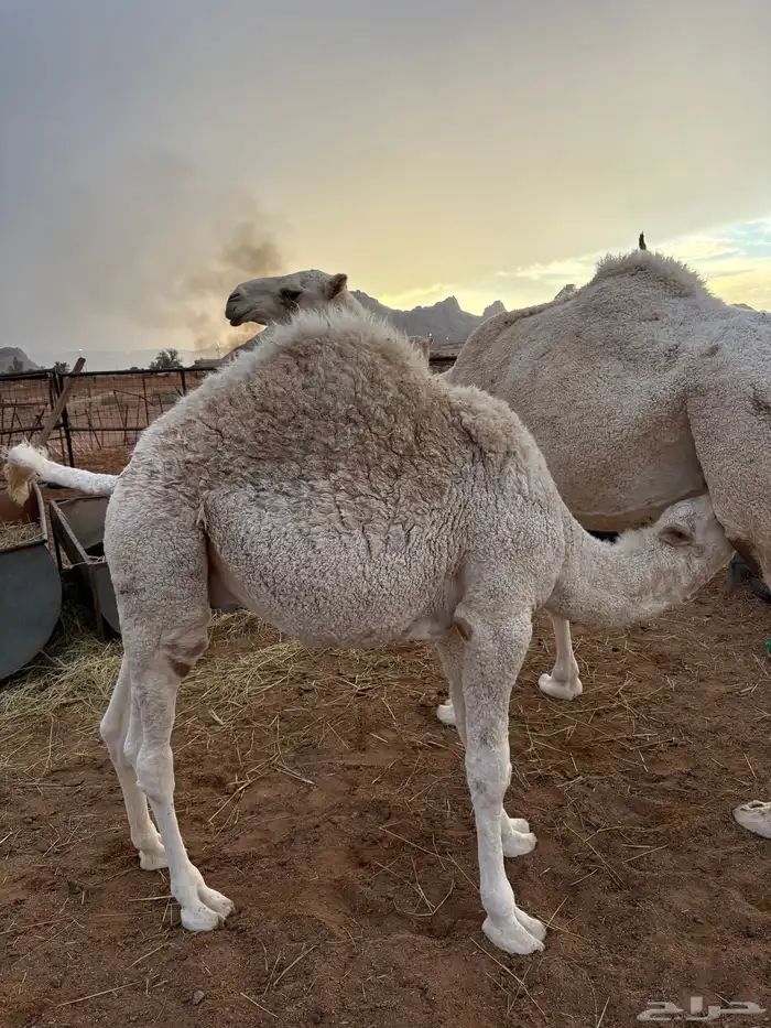 حاشي للبيع 1