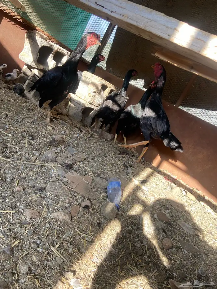 دجاج شامو اسود لاماع 17