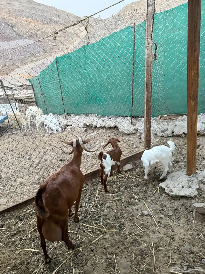 عرض وبيع معزا محايليه تحتها جفره وتيس 0