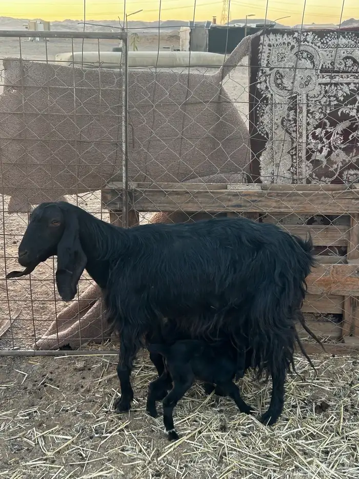 عنز تحتها تيس وجفرا 1