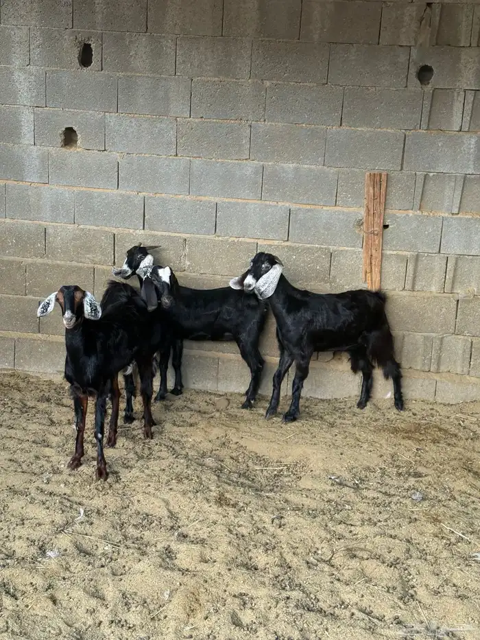 جفار من حلالي نظيفه 7