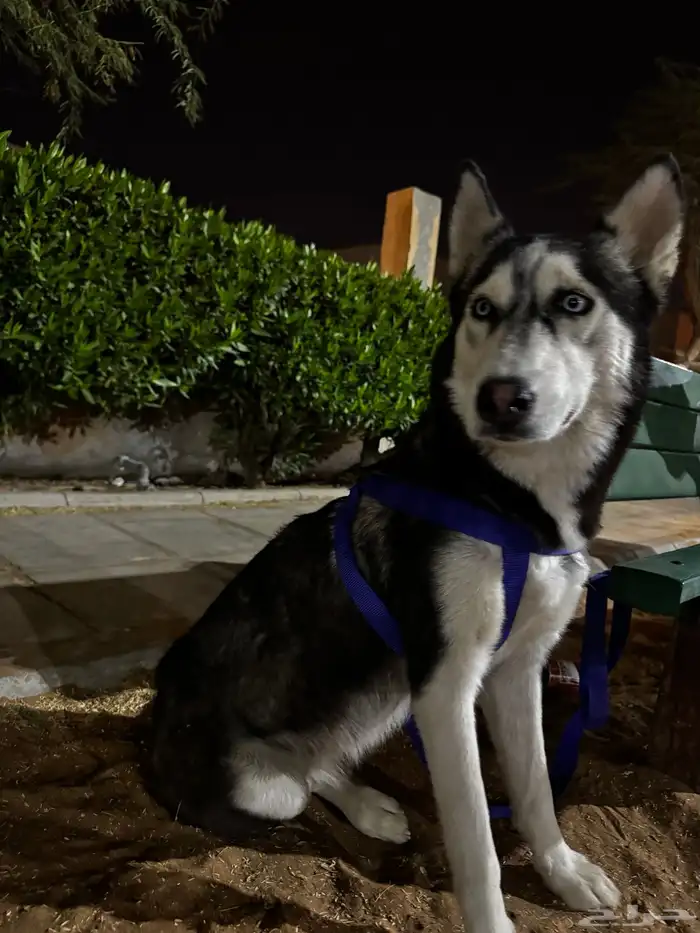 كلب هايسكي 0