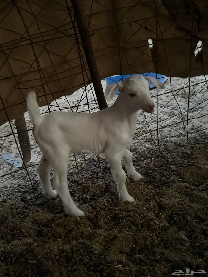 معزا مواليد 8