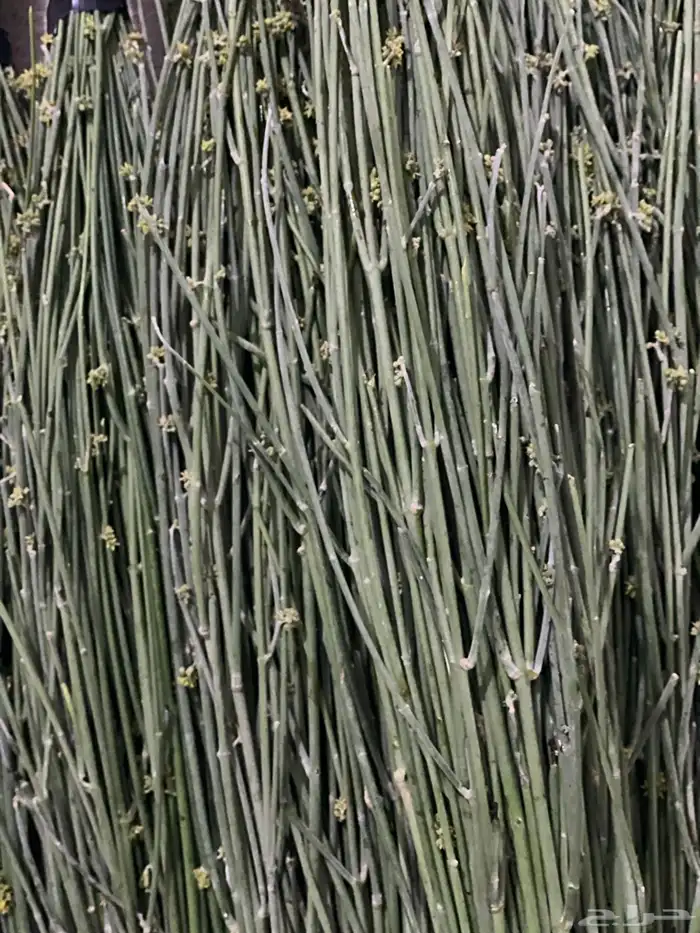 مرخ طازج شدتين 25 ريال 2