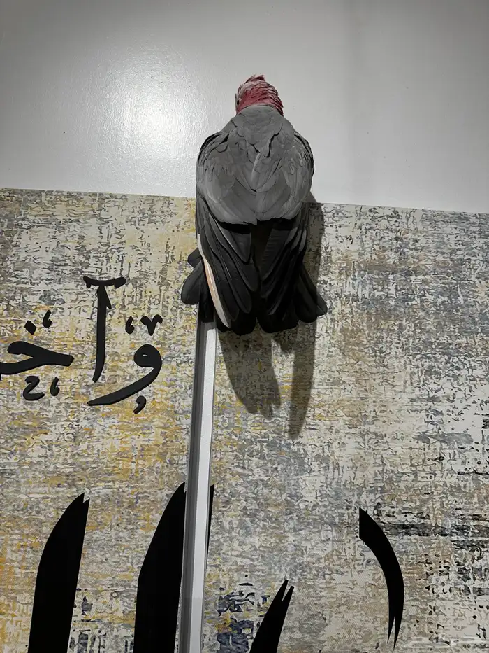 كوكاتو قالا اليف جدا 1