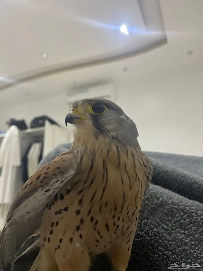 باشق للبيع متدرب وصحته ممتازه مع وكر ودس وسبوق 2