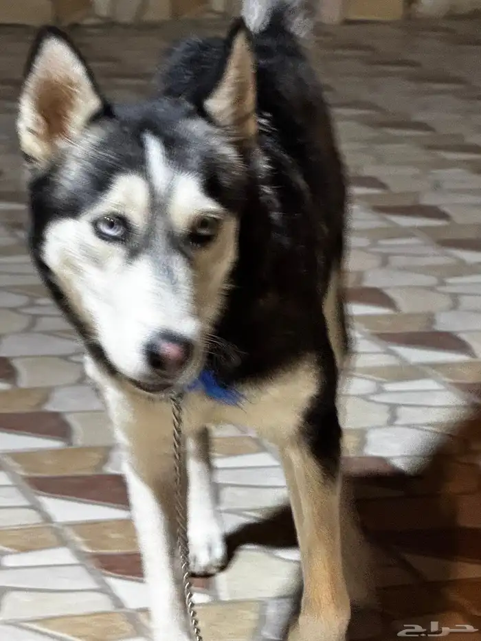 كلب هايسكي 3