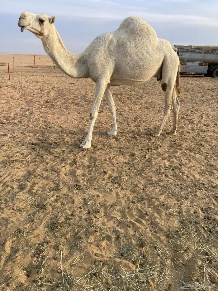 ضروبه وضحاء 0