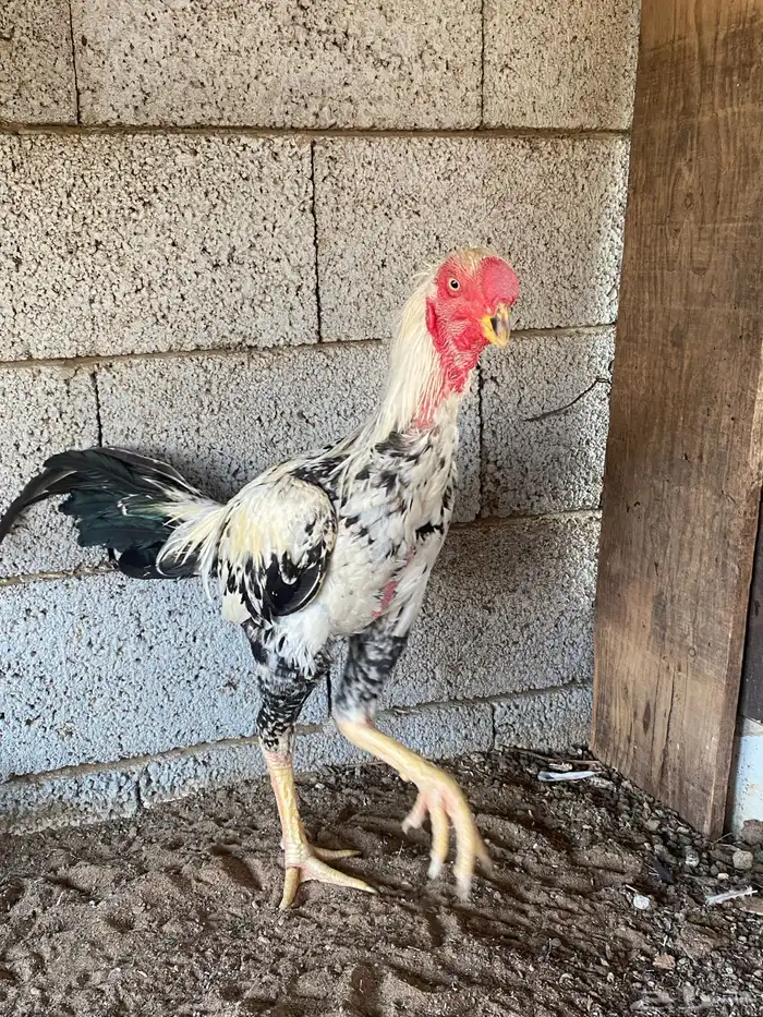 ديك فارسي العمر ودجاجه باكستانيه معاها 2