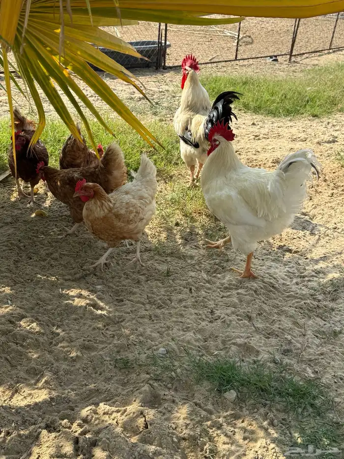 أطباق بيض تفقيس (تركي-كلومبي-فرنسي) 7