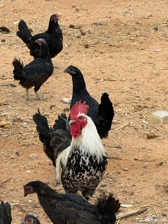 دجاج للبيع 5