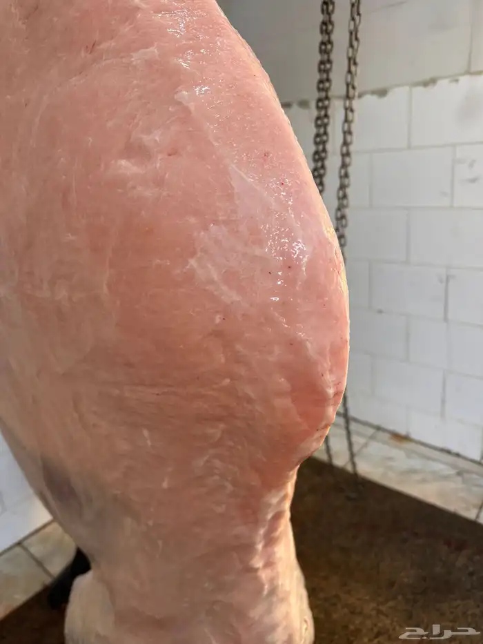 حاشي لباني مشروط والحم مضمون ف الصحن والطعم تحدي 2