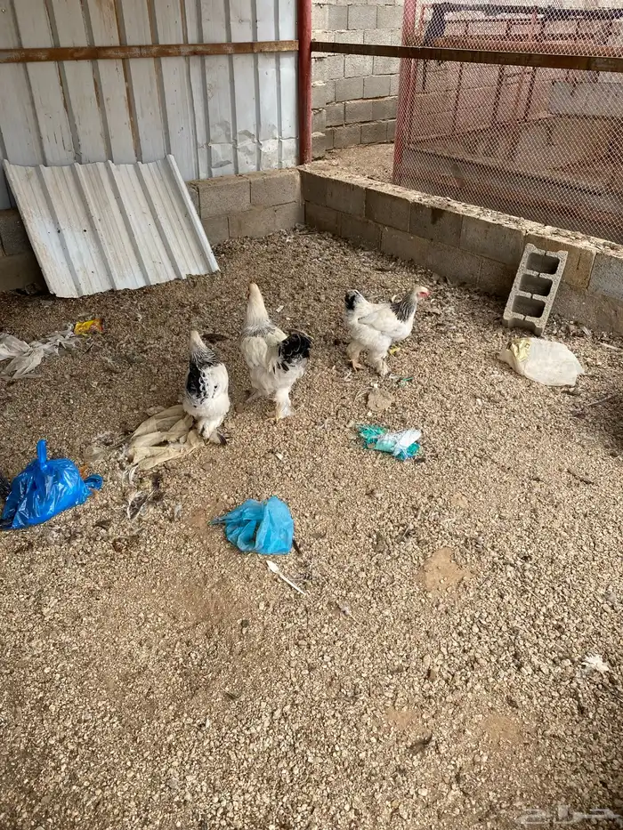دجاج براهما 2