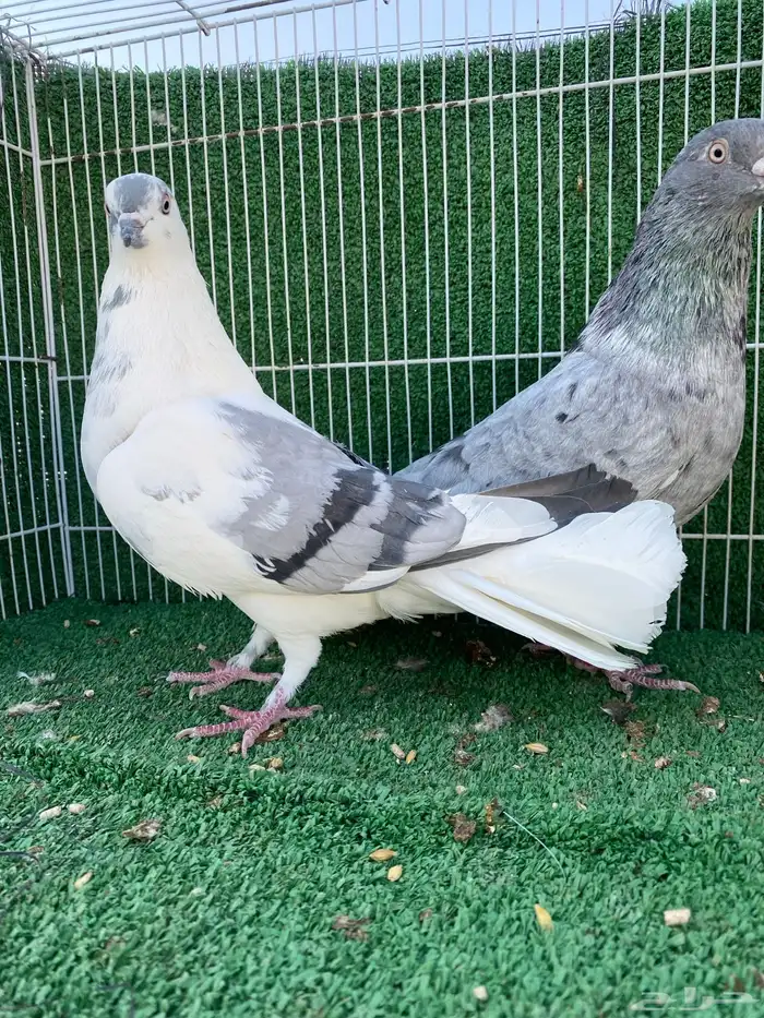 حمام شامي نوري 0