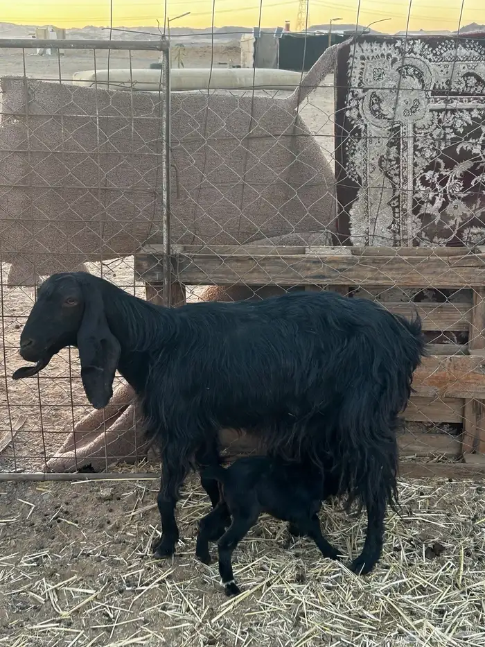 عنز تحتها تيس وجفرا 0