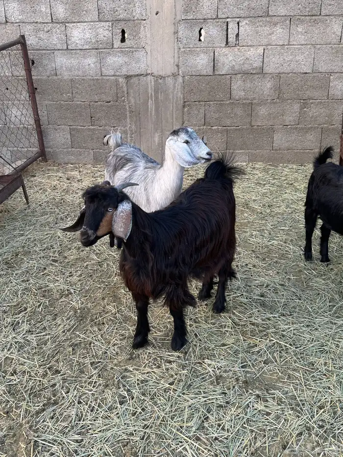 3 عنقان من حلالي سمان ونضيفه العمر حول 7شهوو 2